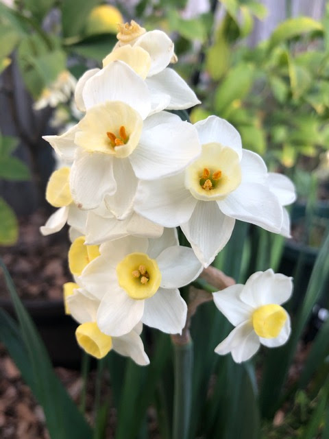 White narcissus with yellow cups