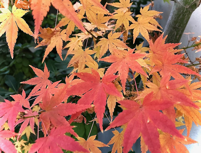 Red and gold leaves on Japanese maple