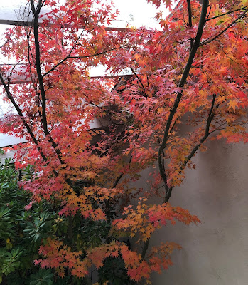 Japanese maple tree with gold and red leaves