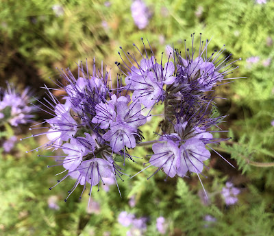 Lavender colored wildflower