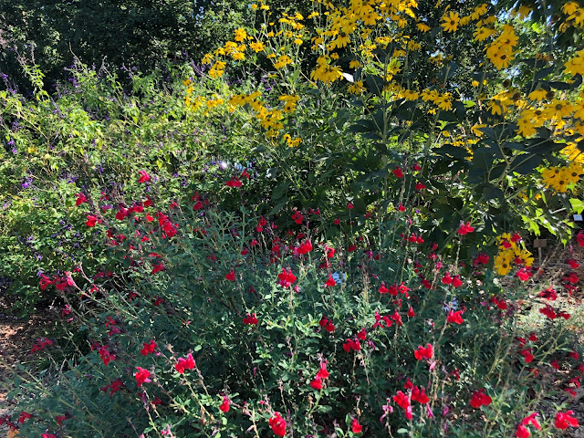 Plants with red, yellow, purple flowers