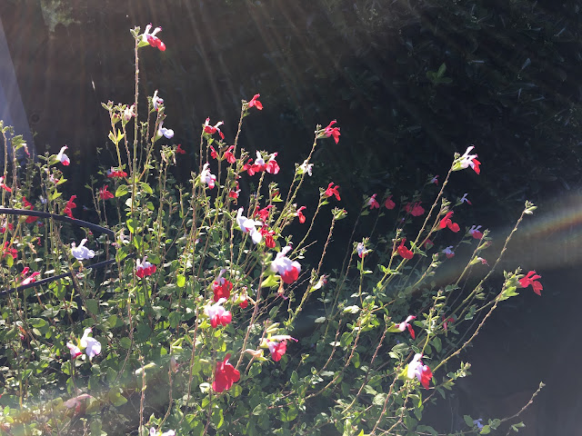Red and white blossoms on salvia plant