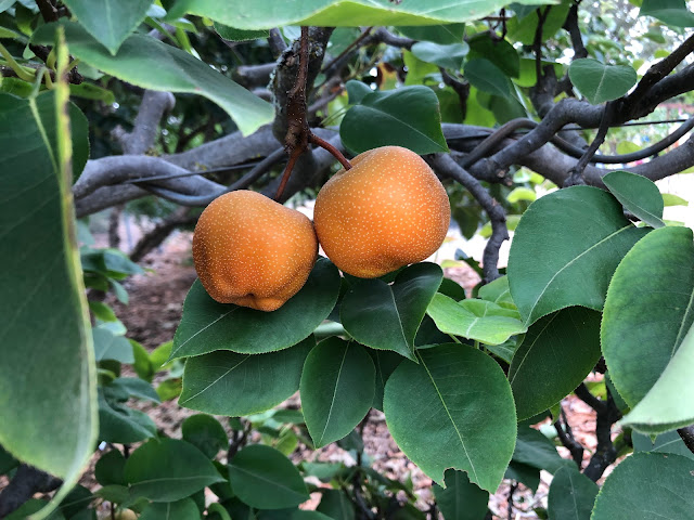 Asian pears on tree