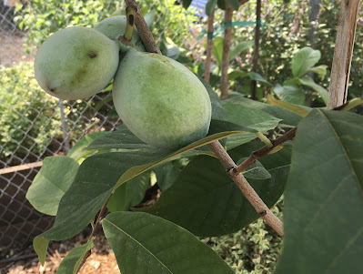 Green pawpaws on tree