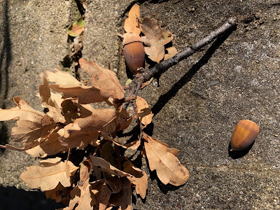 Dry oak leaves and two acorns
