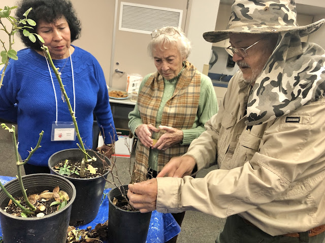 Rose care workshop