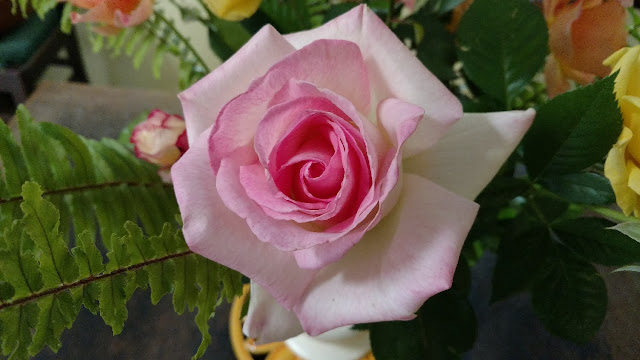 Pink rose bloom