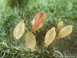 Aphids on a leaf