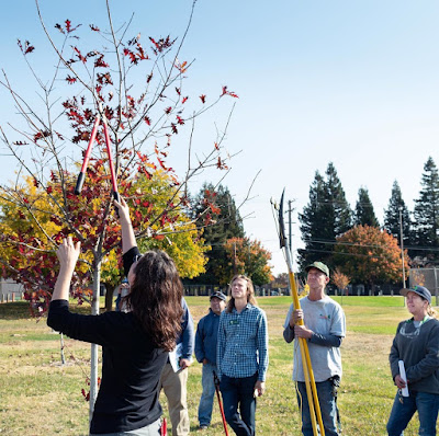 Tree pruning