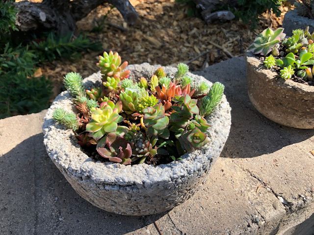 Succulents in pots