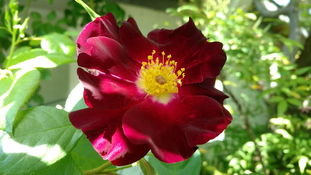 Dark red rose bloom with yellow stamens