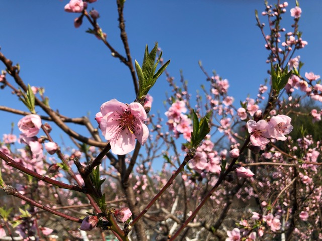 Peach blossoms