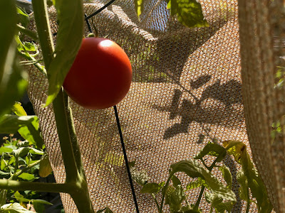 Tomato and shade cloth