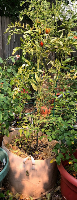 Tomato plant in a grow pot