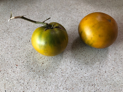 Green Cherokee tomatoes