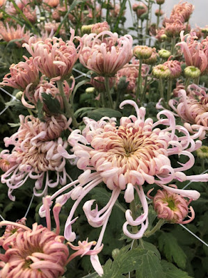 Pink spider mums