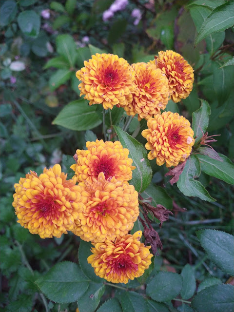 Orange Chrysanthemums