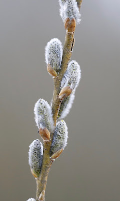 Pussy willow