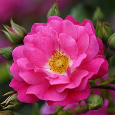 Bright pink rose