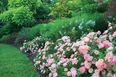 Peach Drift roses in hedge