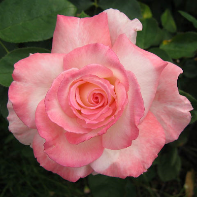 Pink and white rose bloom