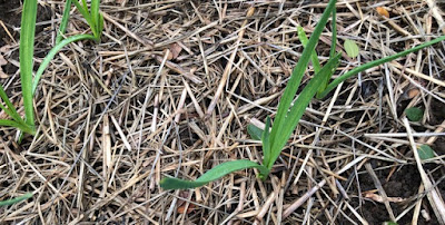 Garlic sprouts and straw mulch