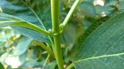 Hydrangea buds