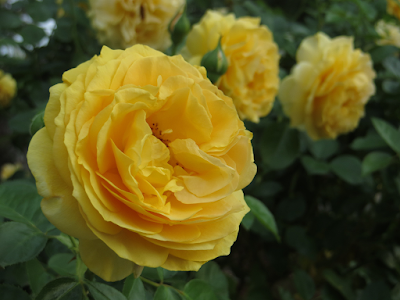 Yellow rose