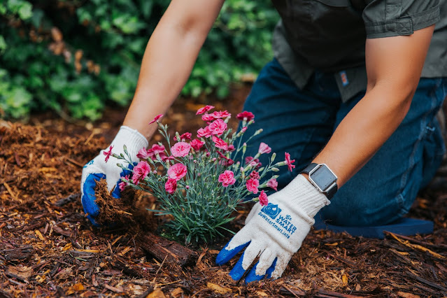 Gloved hands planting in a garden