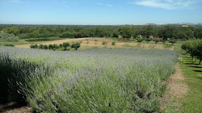 Large field of lavender