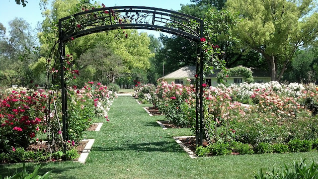 rose garden with arch