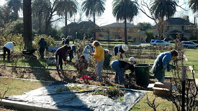 Pruning group at rose garden