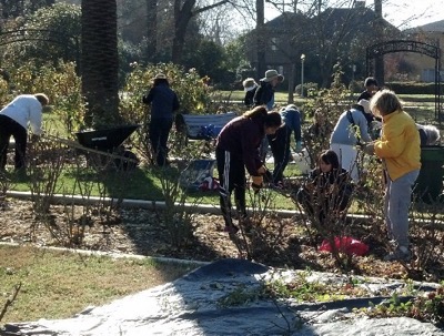 Women bundled up on a winter day working in a rose garden