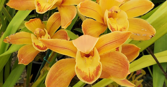 Gold cymbidium