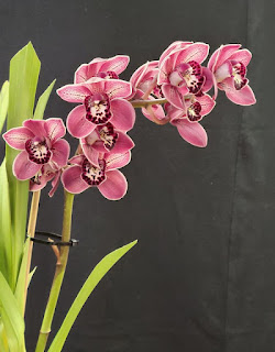 Pink cymbidium