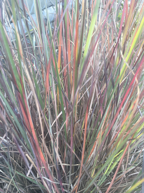 Stems of prairie grass