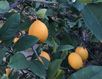 Meyer lemons on a tree