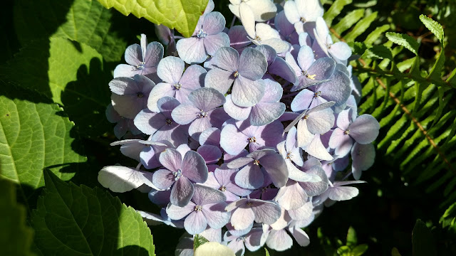 Blue hydrangea