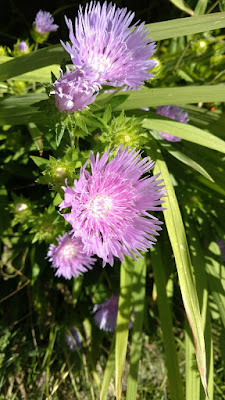 Stokesia