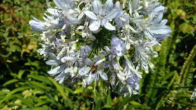 lilies of the Nile