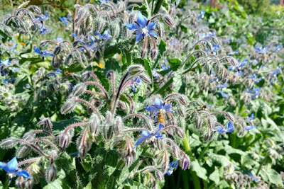 Borage