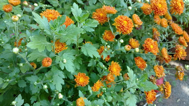 Bushy rust-colored chrysanthemums