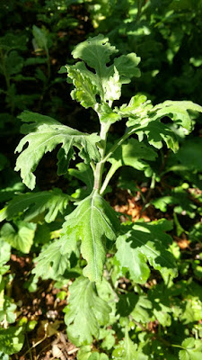 Chrysanthemum shoot