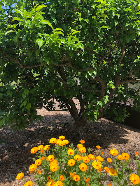 Tree and yellow flowers