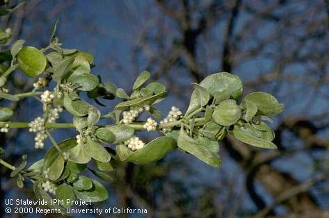 Mistletoe branch with white berries