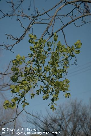 Bunch of mistletoe