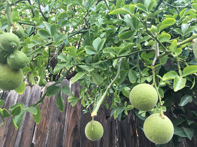 Green citrus fruit hanging over a fence