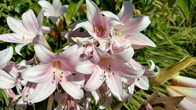 Pink Naked Ladies blooms