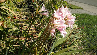 Naked Ladies on bare stems