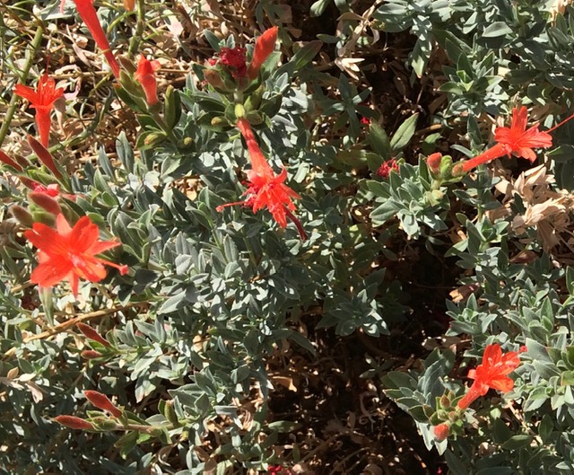 California fuchsia plant with orange-red flowers